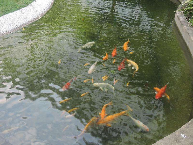 The Millen Penang, Autograph Collection Hotel Georgetown Luaran gambar Koi in a pond