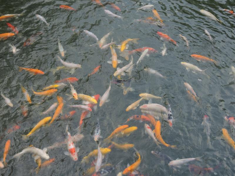 The Millen Penang, Autograph Collection Hotel Georgetown Luaran gambar Goldfish
